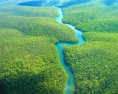 Los bosques de la amazonía